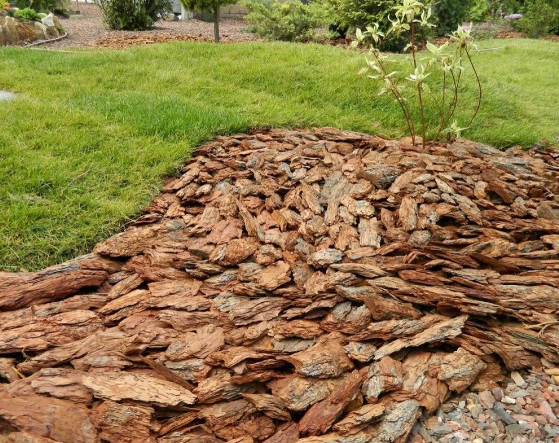 Кора сибирской лиственницы крупная 5-10 см - вид 3