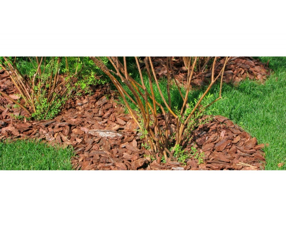 Кора сибирской лиственницы средняя 2-5 см - вид 2